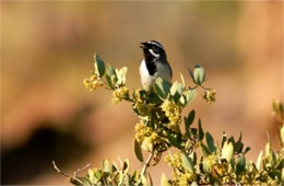 Amphispiza bilineata - Black-throated Sparrow