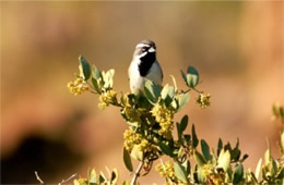 Amphispiza bilineata - Black-throated Sparrow