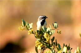 Amphispiza bilineata - Black-throated Sparrow