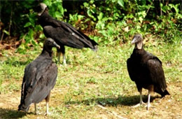 Coragyps atratus - Black Vulture