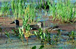 ameican blue winged teal pair
