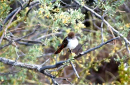 Myiarchus tyrannulus - Brown-crested Flycatcher