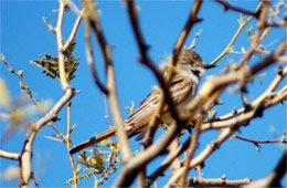 Myiarchus tyrannulus - Brown-crested Flycatcher
