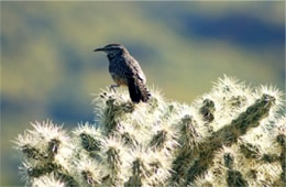 Campylorhynchus brunneicapillus - Cactus Wren