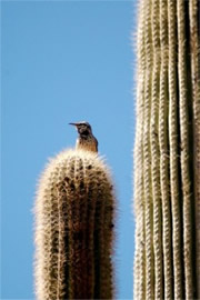 Campylorhynchus brunneicapillus - Cactus Wren