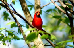 Cardinalis cardinalis - Cardinal (male)