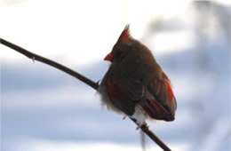 Cardinalis cardinalis - Cardinal (female)