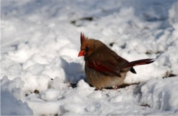 Cardinalis cardinalis - Cardinal (female)