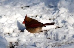 Cardinalis cardinalis - Cardinal (female)