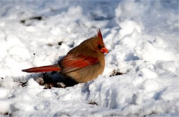 Cardinalis cardinalis - Cardinal (female)