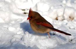 Cardinalis cardinalis - Cardinal (female)