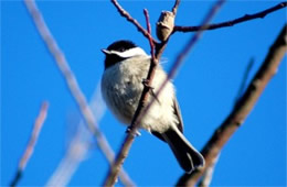 Poecile carolinensis - Carolina Chickadee