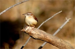 Thryothorus ludovicianus - Carolina Wren