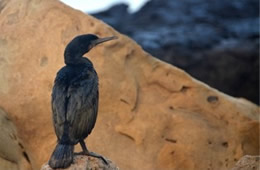 Phalacrocorax - Cormorant