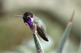 Calypte costae - Costa's Hummingbird