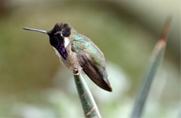 Calypte costae - Costa's Hummingbird
