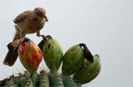 Toxostoma curvirostre - Curve-billed Thrasher