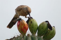 Toxostoma curvirostre - Curve-billed Thrasher