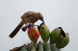 Toxostoma curvirostre - Curve-billed Thrasher