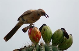 Toxostoma curvirostre - Curve-billed Thrasher