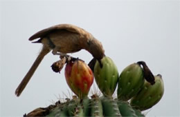 Toxostoma curvirostre - Curve-billed Thrasher