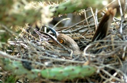 Toxostoma curvirostre - Curve-billed Thrasher