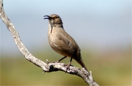 Toxostoma curvirostre - Curved Billed Thrasher