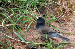 Junco hyemalis - Dark-eyed Junco