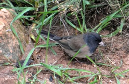 Junco hyemalis - Dark-eyed Junco