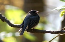 Junco hyemalis - Dark-eyed Junco