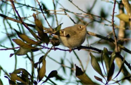 Sayornis phoebe - Eastern Phoebe