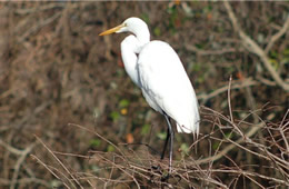 Ardea alba - Great Egret