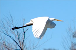Ardea alba - Great Egret