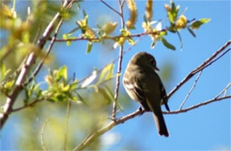 Empidonax - Flycatcher