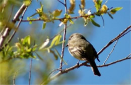 Empidonax - Flycatcher