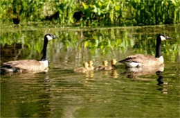 Branta canadensis - Canadian Geese and Goslings