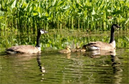 Branta canadensis - Canadian Geese and Goslings