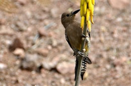 Melanerpes uropygialis - Gila Woodpecker
