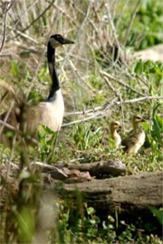 Branta canadensis - Canadian Goose and Goslings