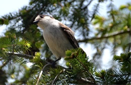 Perisoreus canadensis - Gray Jay