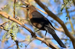 Quiscalus mexicanus - Great-tailed Grackle