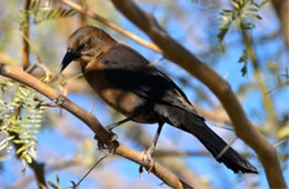 Quiscalus mexicanus - Great-tailed Grackle