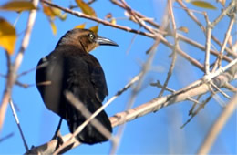 Quiscalus mexicanus - Great-tailed Grackle