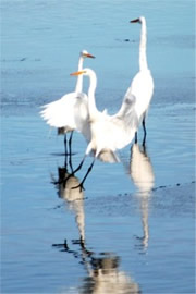 Ardea alba - Great Egrets