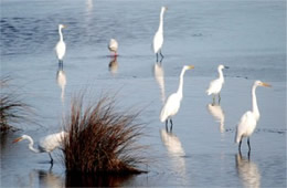 Ardea alba - Great Egrets