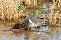 Anas crecca - Green-winged Teal
