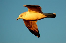 Larus delawarensis - Ring-Billed Gull in Flight