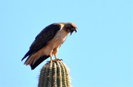 Hawk on Saguaro Cactus