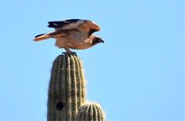 Hawk on Saguaro Cactus