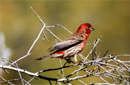 Carpodacus mexicanus - House Finch